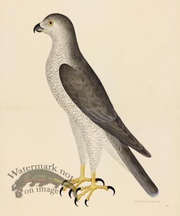 GOSHAWK MALE . PL 31